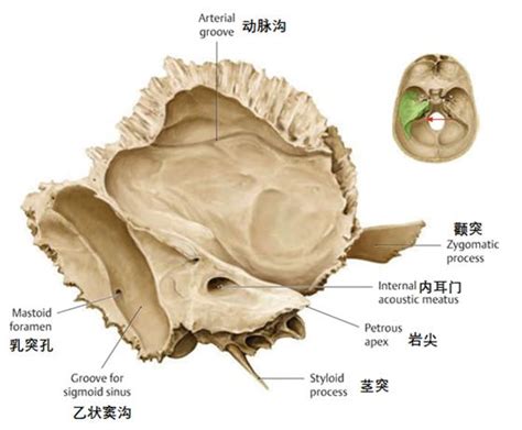 乳突穴|乳突 (顳骨乳突):定義,結構,分類,功能,相關解剖,